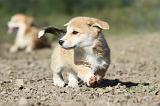 CORGI PEMBROKE 776